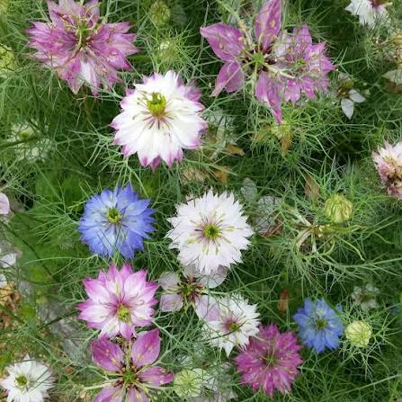 Nigella damascena (Love-in-a-Mist) Flower Seeds