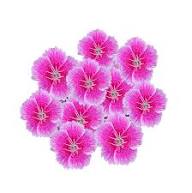 Light Rose Dianthus Flower Seeds – Heirloom, Non-GMO, High Germination Organic Garden Seeds