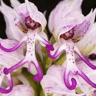 White Man Orchid Flower Seeds for Planting | Heirloom Non-GMO High Germination Organic Garden Seeds