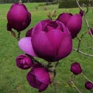 Tulip Tree Flower Seeds for Planting – Premium Heirloom Non-GMO, High Germination Organic Garden Seeds