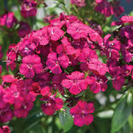 Purple Pink Linifolium Flower Seeds for Planting – Heirloom Non-GMO High Germination Organic Garden Seeds
