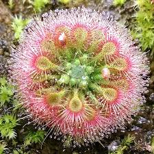 Pink Drosera Sundew Flower Seeds for Planting | Heirloom Non-GMO, High Germination Organic Garden Seeds