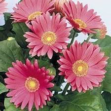 Pink Jamesonii Gerbera Daisy Flower Seeds