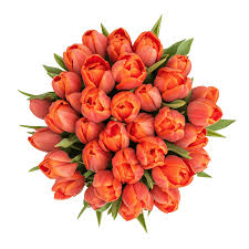 Orange Tulip Flower Seeds for Planting – Heirloom, Non-GMO, Hardy High Germination Variety