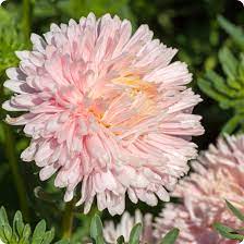 Chrysanthemum Flower Seeds for Planting | Heirloom Non-GMO Organic Garden Seeds, Hardy Variety, High Germination