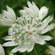 White Astrantia Flower Seeds for Planting – Heirloom Non-GMO High Germination Organic Garden Seeds