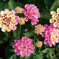 Pink Yellow Lantana Flower Seeds for Planting | Heirloom Non-GMO High Germination Organic Garden Seeds