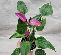 Purple Anthurium Flower Seeds for Planting – Heirloom, Non-GMO, Drought Tolerant Organic Garden Seeds