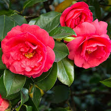 Red Camellia Flower Seeds for Planting – Heirloom, Non-GMO, High Germination Organic Garden Seeds