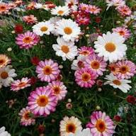 Santa Barbara Flower Seeds for Planting – Garden Favorite, Heirloom, Non-GMO, High Germination Organic Garden Seeds
