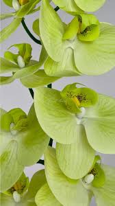 Pale Green Phalaenopsis Orchid Flower Seeds for Planting – Heirloom Non-GMO, High Germination Organic Garden Seeds