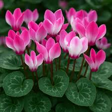 Lavender Cyclamen Flower Seeds for Planting - Fragrant Blossoms, Heirloom & GMO Free Seeds for Home Garden Non-GMO