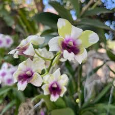Green Red Dendrobium Flower Seeds for Planting – Heirloom Non-GMO Shade Tolerant Organic Garden Seeds