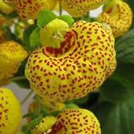 Yellow Red Calceolaria Flower Seeds for Planting | Heirloom Non-GMO Organic Garden Seeds, Colorful Display, High Germination