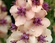 Antique Rose Verbascum Flower Seeds for Planting – Heirloom, Non-GMO, Cottage Garden Essential