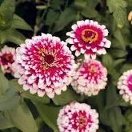 Zinnia White Pink Flower Seeds for Planting – Heirloom, Non-GMO, High Germination Organic Garden Seeds