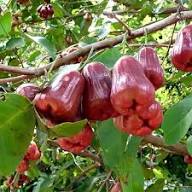 Purple Apple Fruit Seeds for Planting – Heirloom Non-GMO High Germination Organic Garden Seeds