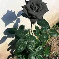 Flower Seeds, Seeds,Seeds For Planting,Plant Seeds