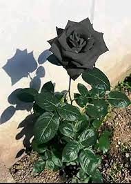 Flower Seeds, Seeds,Seeds For Planting,Plant Seeds