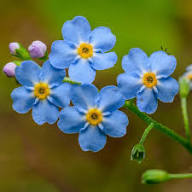 Blue Myosotis Alpestris Flower Seeds for Planting – Heirloom Non-GMO High Germination Organic Garden Seeds