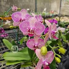 Slipper Orchid Flower seeds for Planting – Sun Loving, Heirloom & GMO Free Seeds, High Germination