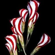 Red White Candy Cane Flower Seeds for Planting – Wildflower Mix, Heirloom, Non-GMO, High Germination