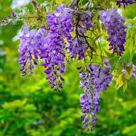 Violet Wisteria Flower Seeds for Planting | Heirloom Non-GMO Organic Garden Seeds, Vibrant Colors, High Germination