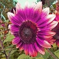 Pink White Sunflower Flower Seeds for Planting | Heirloom Non-GMO High Germination Organic Garden Seeds