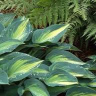 Sea Green Hosta Flower Seeds for Planting – Heirloom, Non-GMO, High Germination Organic Garden Seeds