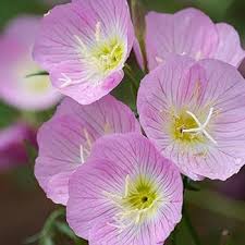 Mixed Oenothera Flower Seeds for Planting | Heirloom Non-GMO Organic Garden Seeds, Wildflower Mix, High Germination