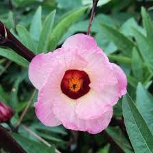 Roselle Hibiscus Sabdariffa Flower Seeds for Planting – Heirloom Non-GMO Cut Flower Favorite Organic Garden Seeds
