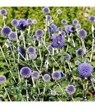 Purple Rattlesnake Flower Seeds for Planting – Long Bloom Season, Heirloom, Non-GMO, High Germination