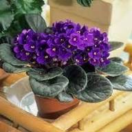 African Violet Flower Seeds for Planting | Heirloom Non-GMO Organic Garden Seeds, Garden Favorite, High Germination