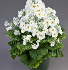 White &amp; Yellow Primula Malacoides Flower Seeds for Planting | Heirloom Non-GMO High Germination Organic Garden Seeds
