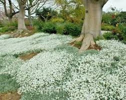 White Aubrieta Rock Cascade Flower Seeds for Planting, Heirloom Non-GMO Organic Garden Seeds