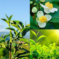 Green Camellia Sinensis Flower Seeds for Planting – Heirloom Non-GMO Fragrant Blossoms Organic Garden Seeds