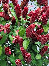 Pink Pachystachys Lutea Flower Seeds for Planting – Perfect for Borders, Heirloom, Non-GMO, High Germination