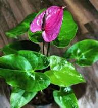 Lavender Anthurium Flower Seeds for Planting Heirloom Non-GMO High Germination Organic Garden Seeds