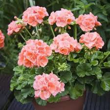 Pale Pink Pelargonium Hortorum Flower Seeds for Planting – Drought Tolerant, Heirloom, Non-GMO, High Germination