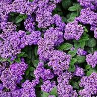 Purple Heliotrope Flower Seeds for Planting | Heirloom Non-GMO Organic Garden Seeds, High Germination