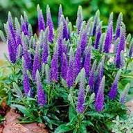 Veronica Spicata Flower Seeds for Planting – Heirloom Non-GMO Organic Garden Seeds, High Germination