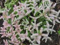 Pink Green Sedum Seastar Flower Seeds for Planting – Heirloom, Non-GMO, Pollinator Friendly Organic Garden Seeds