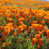 Cali Flower Seeds for Planting – Premium Quality Heirloom Non-GMO High Germination Organic Garden Seeds