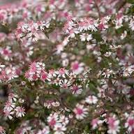 Pink White Lateriflorus Flower Seeds for Planting – Heirloom, Non-GMO, Bright Blooms Organic Garden Seeds