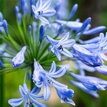 Agapanthus Africanus Flower Seeds for Planting – Heirloom Non-GMO High Germination Organic Garden Seeds