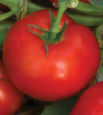 Heirloom Square Round Tomato (Winter Variety) Seeds for Planting – Non-GMO, High-Yield  Vegetable Seeds for Home Garden & Containers