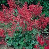 Red Coral Bells Flower Seeds for Planting | Heirloom Non-GMO High Germination Organic Garden Seeds