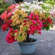 Mixed Ornamental Flower Seeds for Planting – Premium, Heirloom, Non-GMO, High Germination Seeds