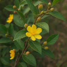 Corchorus Flower Seeds for Planting – Heirloom Non-GMO, High Germination Organic Garden Seeds