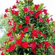 Red Velour Flower Seeds for Planting – Colorful Display, Heirloom, Non-GMO, High Germination Organic Garden Seeds